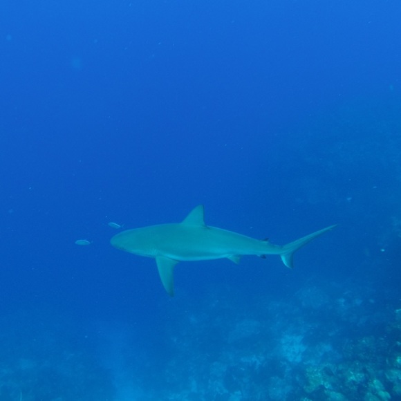 Meet your Posher, Michael - Picture 1 of 1